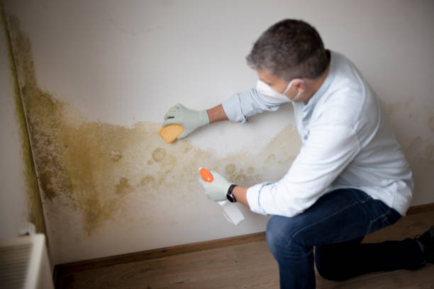 Professional Mold Removal in Coats Bend, AL